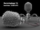 BacteriophageT4
