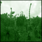 plant hunting #1012 Neocalamites, Aloe marlothii